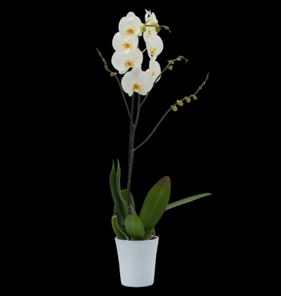  Kayseri Çiçek Siparişi İthal Tek Dal Orkide