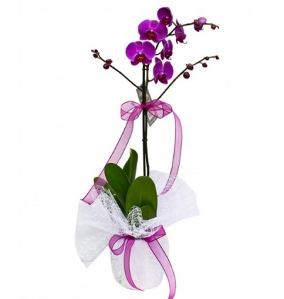  Kayseri Çiçek Gönder İthal Renkli Tek Dal Orkide