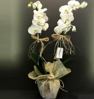  Kayseri Çiçek Gönder İthal Çift Dal Orkide