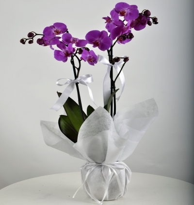 Kayseri Çiçekçi İthal Çift Dal Renkli Orkide