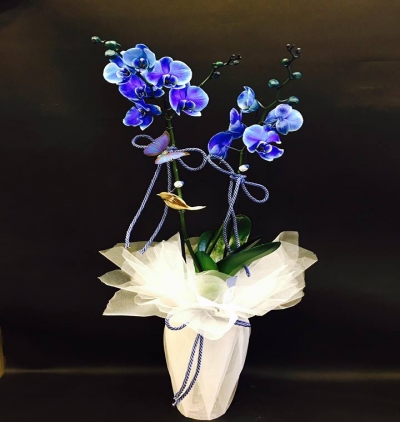  Kayseri Çiçek Gönder İthal Çift Dal Mavi Orkide