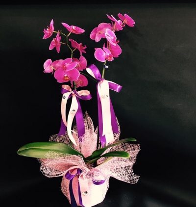  Kayseri Çiçek Gönder Renkli  2 Dallı Orkide Çiçeği