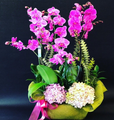  Kayseri Çiçek Gönder Dörtlü Orkide Ortanca