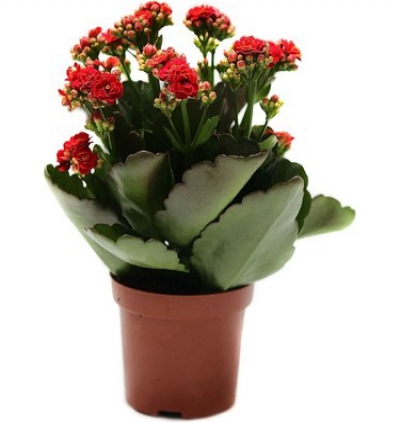 Kayseri Çiçekçi KALANCHOE 