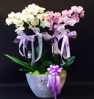  Kayseri Çiçek Siparişi Dört Dal Seramikte Orkide
