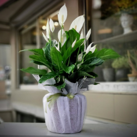  Kayseri Çiçek Siparişi Spatifilyum - Barış Çiçeği